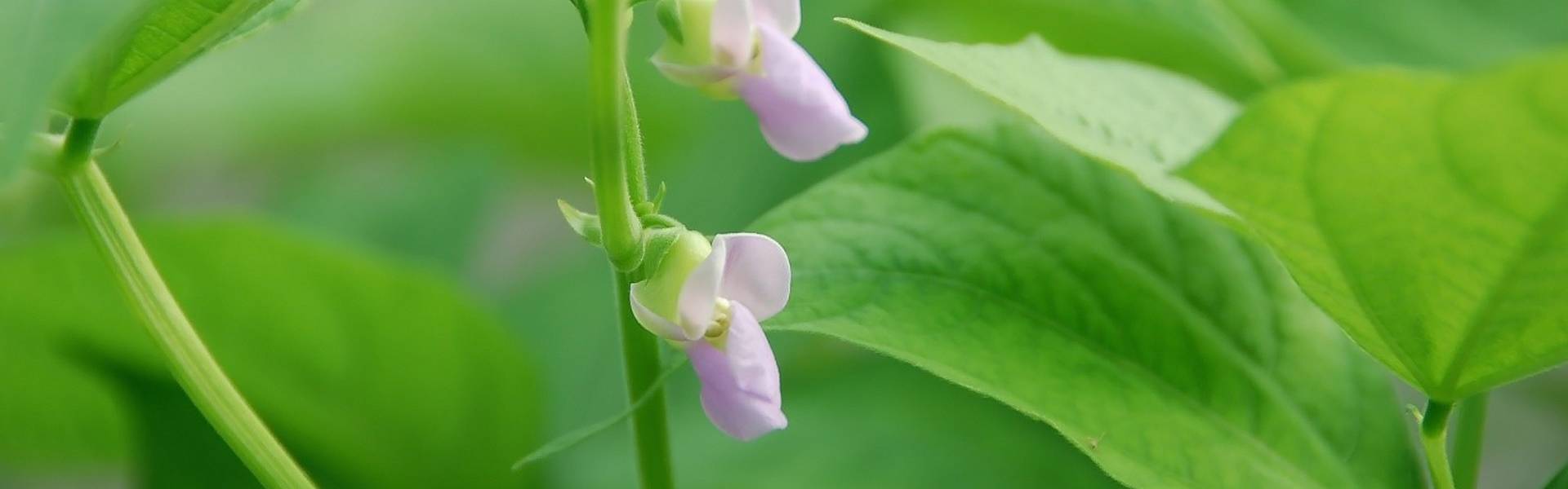 aquaponics farming fish and plant solution south africa aquaponics farming fish and plant solution south africa